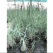 Phragmites Australis "Common reed" - Greensouq - 
