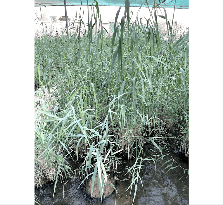 Phragmites Australis "Common reed" - Greensouq - 