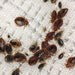 Pilarking 70% WP Bed Bugs Powder 100g - Greensouq - 