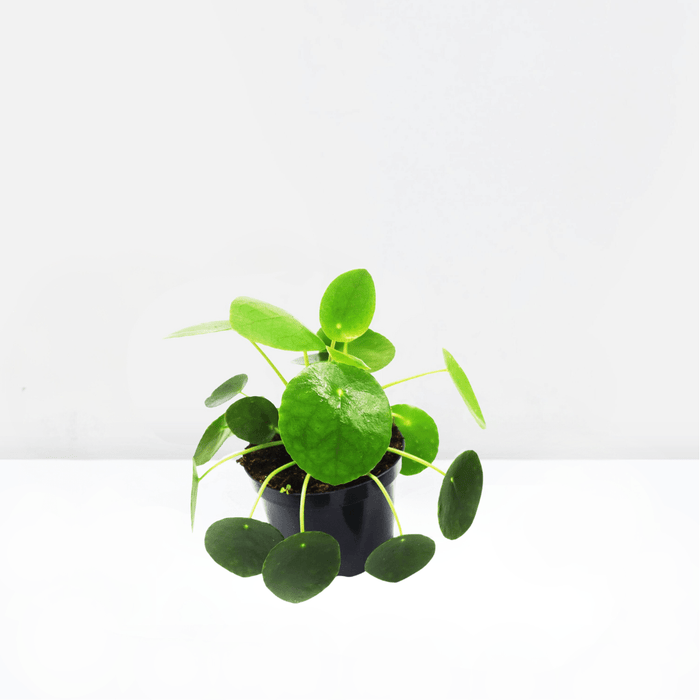Pilea Peperomioides Mini "Chinese Money Plant" - Greensouq - 