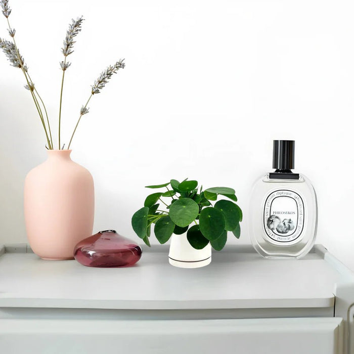 Pilea Peperomioides Mini "Chinese Money Plant" - Greensouq - 