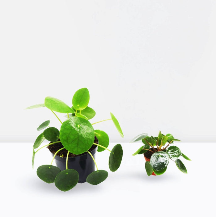 Pilea Peperomioides Mini "Chinese Money Plant" - Greensouq - 