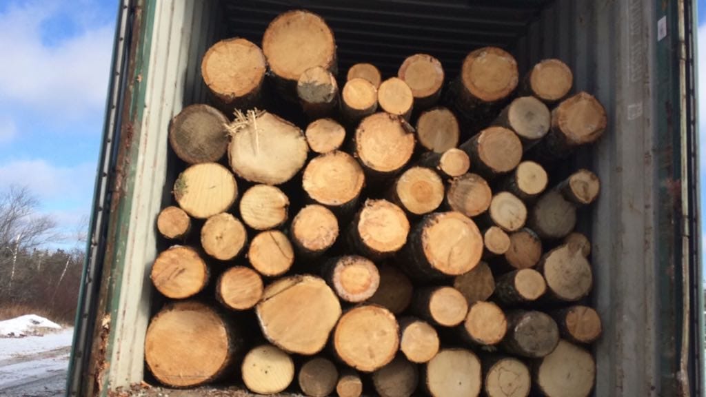 Pine Flakes or Shavings "Horse Bedding" 14KG - Greensouq - 