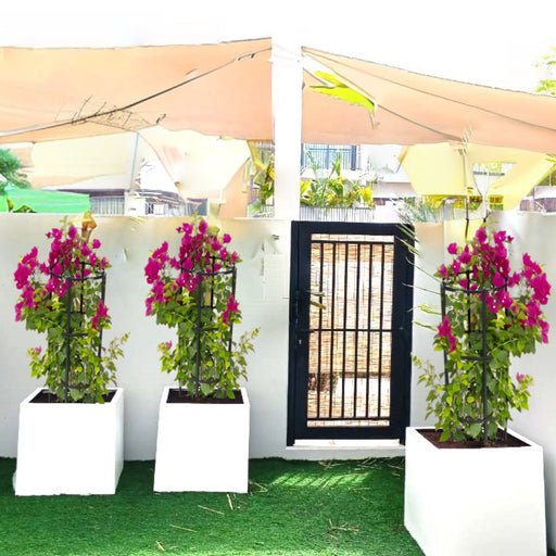 pink bougainvillea in square grp pot