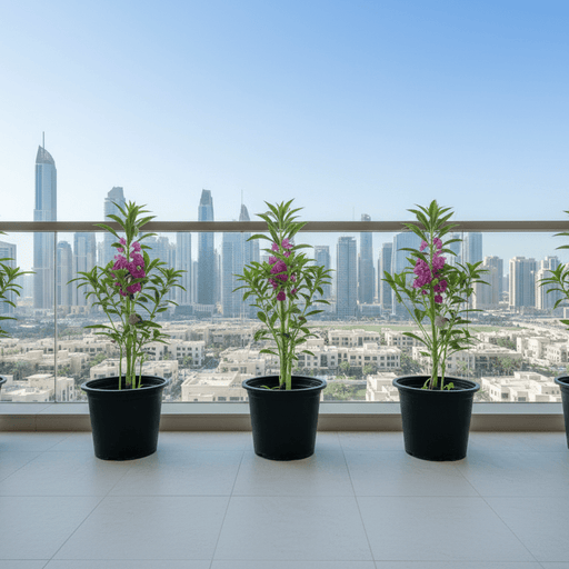 Pink Garden Balsam - Impatiens Balsamina (20 - 30cm) – Easy - to - Grow Annual Flower in Durable - Greensouq - 