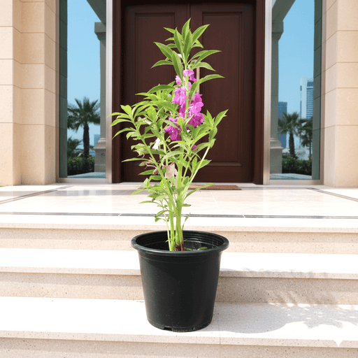 Pink Garden Balsam - Impatiens Balsamina (20 - 30cm) – Easy - to - Grow Annual Flower in Durable - Greensouq - 
