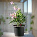 Pink Trumpet Vine "Podranea Ricasoliana" 0.4 - 0.5m - Greensouq - 