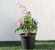 Pink Trumpet Vine "Podranea Ricasoliana" 0.4 - 0.5m - Greensouq - 