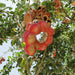 Pithecellobium Dulce, Jungle JalebI or Madras Thorn - Greensouq - 