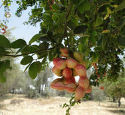 Pithecellobium Dulce, Jungle JalebI or Madras Thorn - Greensouq - 