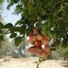 Pithecellobium Dulce, Jungle JalebI or Madras Thorn - Greensouq - 