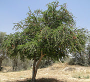 Pithecellobium Dulce, Jungle JalebI or Madras Thorn - Greensouq - 