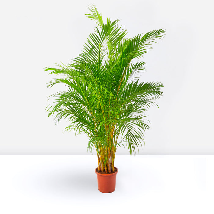 Areca Palm Holland or Chrysalidocarpus Lutescens