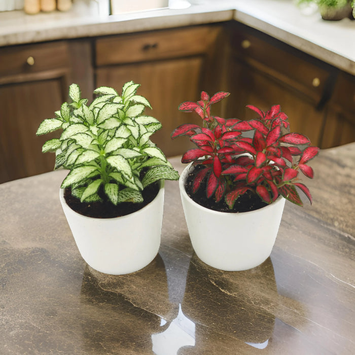 Nerve Plant Fittonia, or Mosaic Plant 5-10cm Spread