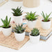 Mini succulents Haworthia 4-6cm per piece