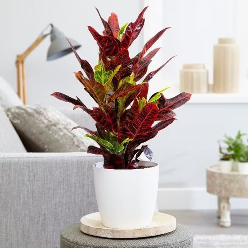 Codiaeum Variegatum (40-50 cm)