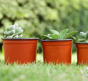 Plastic Nursery Pot, Yardwe 100 Pcs Plastic Planter Container "V9 Pot" - Greensouq - 