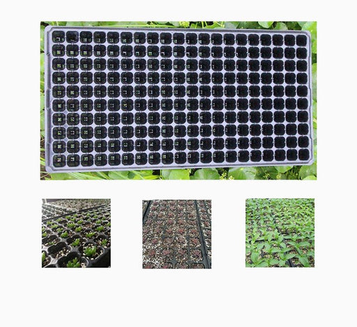 Plastic Seeds Tray - Greensouq - 