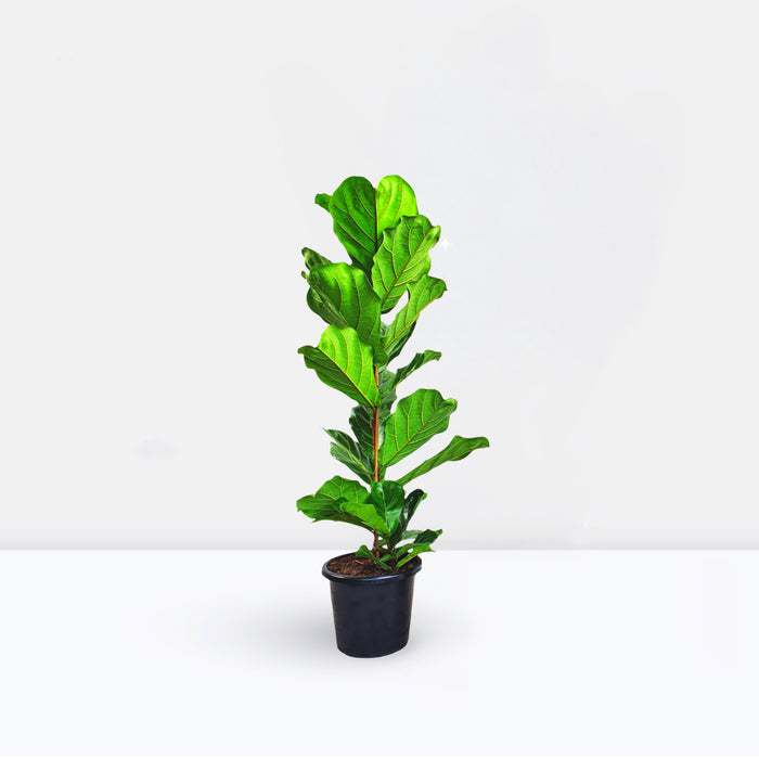 Ficus Lyrata or Fiddle Leaf Fig