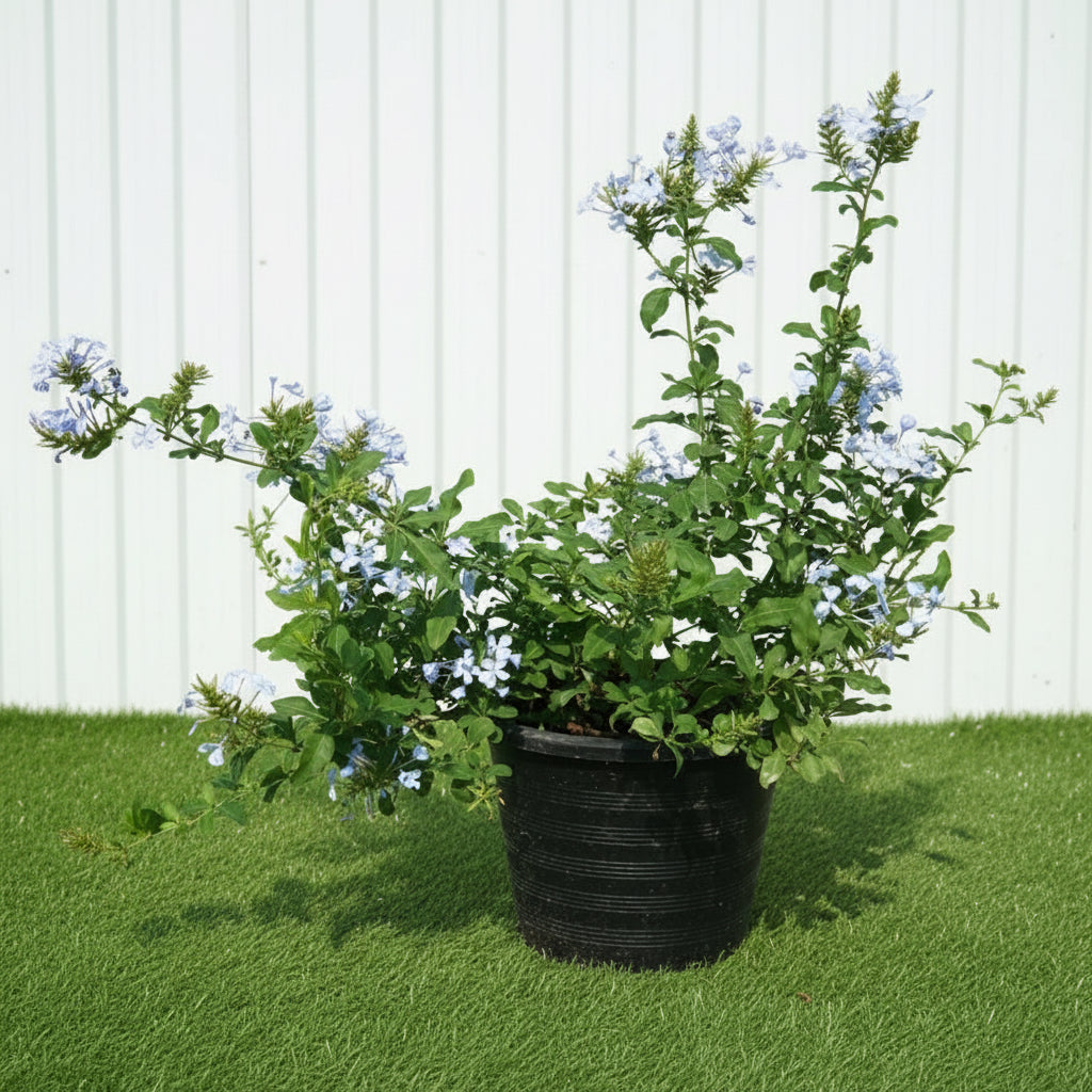 Plumbago Capensis