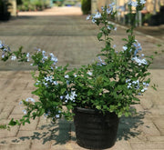 Plumbago capensis Or The Blue Plumbago 40 - 50cm - Greensouq - 