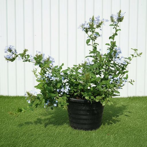 Plumbago capensis Or The Blue Plumbago 40 - 50cm - Greensouq - 