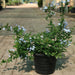 Plumbago capensis Or The Blue Plumbago 40 - 50cm - Greensouq - 
