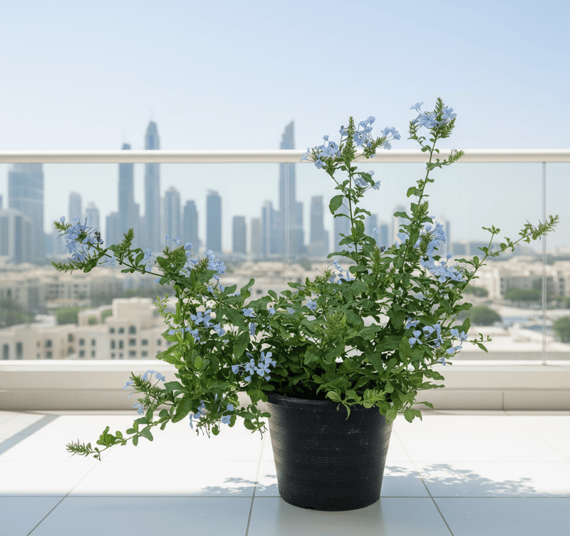 Plumbago capensis Or The Blue Plumbago 40 - 50cm - Greensouq - 