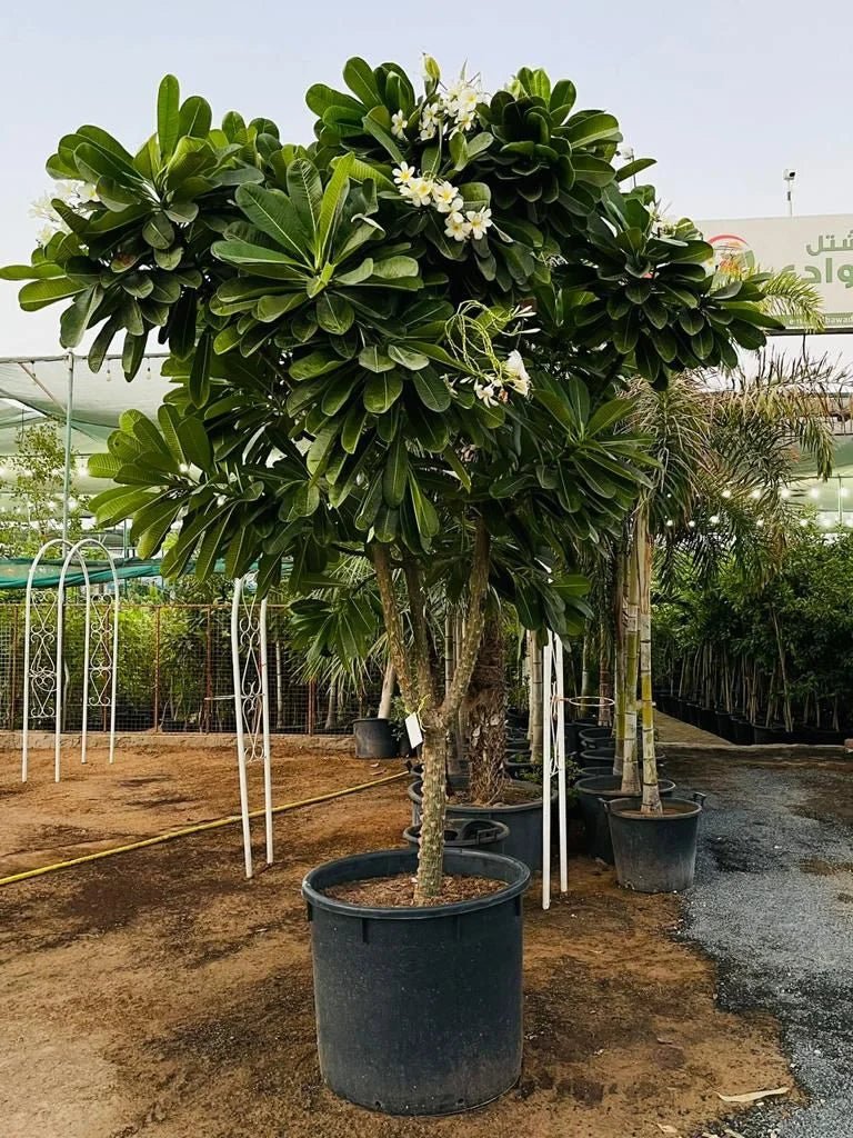 Plumeria Obtusa Frangipani | 2.5 - 3 Meters | Outdoor Plant - Greensouq - 