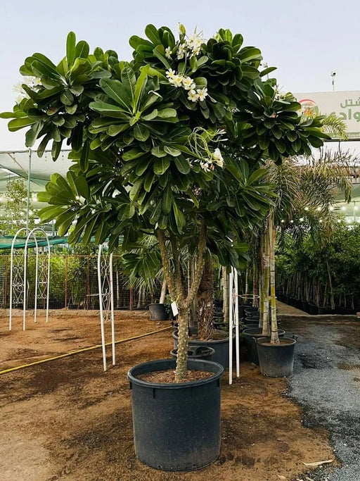 Plumeria Obtusa Frangipani | 2.5 - 3 Meters | Outdoor Plant - Greensouq - 