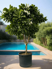 Plumeria Obtusa Frangipani | 2.5 - 3 Meters | Outdoor Plant - Greensouq - 