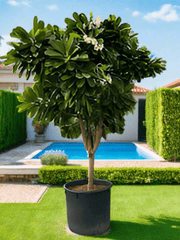 Plumeria Obtusa Frangipani | 2.5 - 3 Meters | Outdoor Plant - Greensouq - 