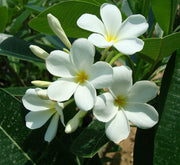 Plumeria Obtusa "Frangipani, The Temple Tree or Champa" - Greensouq - 