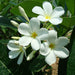 Plumeria Obtusa "Frangipani, The Temple Tree or Champa" - Greensouq - 