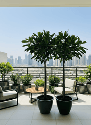 Plumeria Obtusa "Frangipani, The Temple Tree or Champa" - Greensouq - 