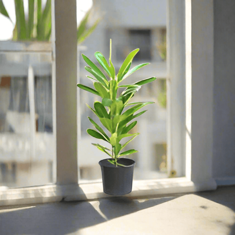 Plumeria Obtusa "Frangipani, The Temple Tree or Champa" - Greensouq - 