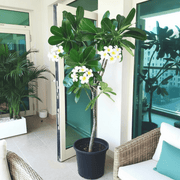 Plumeria Obtusa "Frangipani, The Temple Tree or Champa" - Greensouq - 