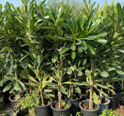 Plumeria Obtusa "Frangipani, The Temple Tree or Champa" - Greensouq - 