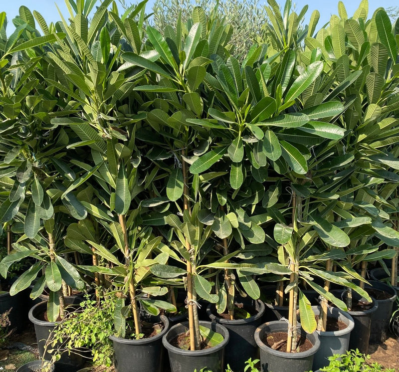 Plumeria Obtusa "Frangipani, The Temple Tree or Champa" - Greensouq - 
