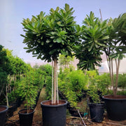 Plumeria Obtusa "Frangipani, The Temple Tree or Champa" - Greensouq - 