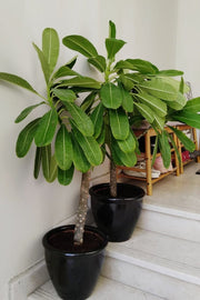 Plumeria Obtusa "Frangipani, The Temple Tree or Champa" - Greensouq - 