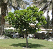 Plumeria Obtusa "Frangipani, The Temple Tree or Champa" - Greensouq - 