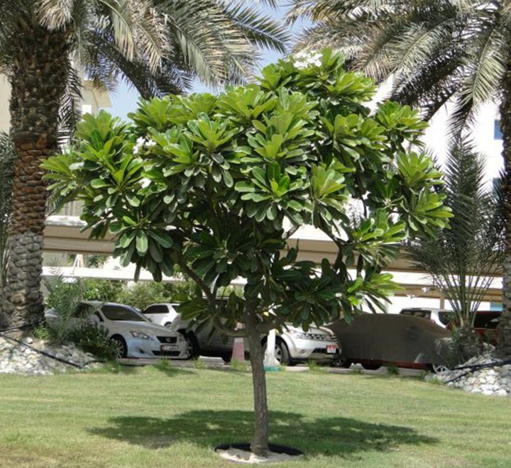 Plumeria Obtusa "Frangipani, The Temple Tree or Champa" - Greensouq - 
