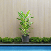 Plumeria Obtusa "Frangipani, The Temple Tree or Champa" - Greensouq - 