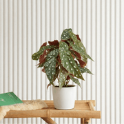 Polka Dot Begonia 20 - 30cm | Dubai's Stylish indoor Plant! - Greensouq - 