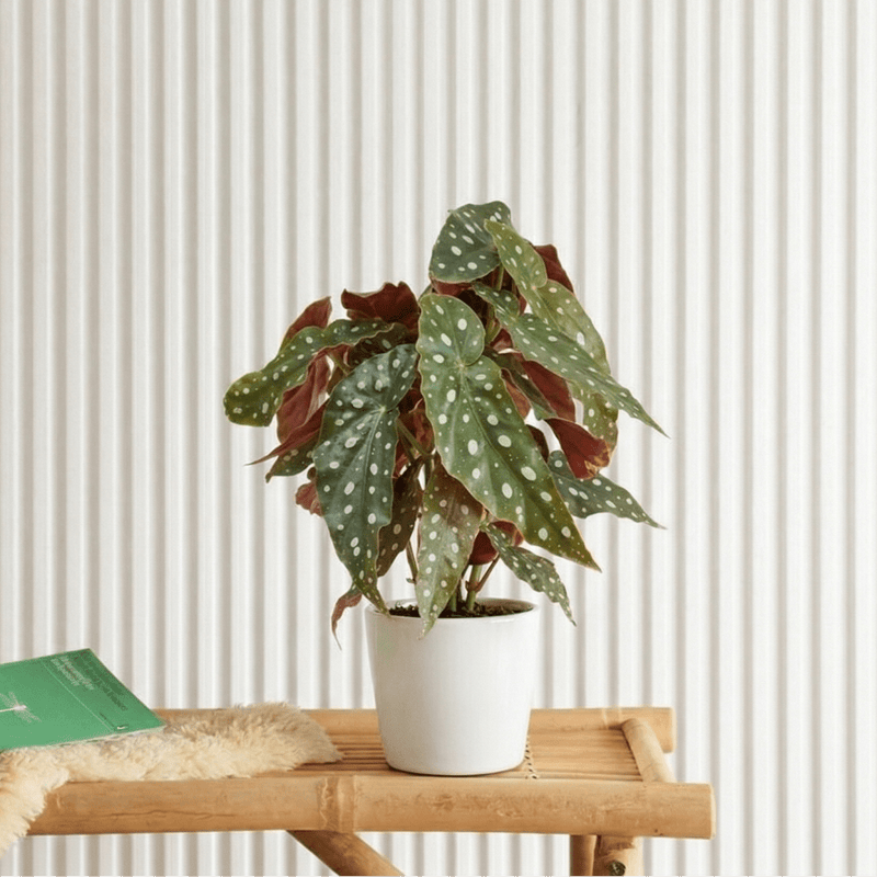 Polka Dot Begonia 20 - 30cm | Dubai's Stylish indoor Plant! - Greensouq - 