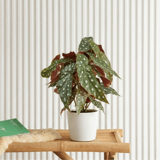 Polka Dot Begonia 20 - 30cm | Dubai's Stylish indoor Plant! - Greensouq - 