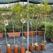 Pomegranate Spanish 1.2 - 1.5m شجرة الرمان - Greensouq - 