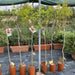 Pomegranate Spanish 1.2 - 1.5m شجرة الرمان - Greensouq - 