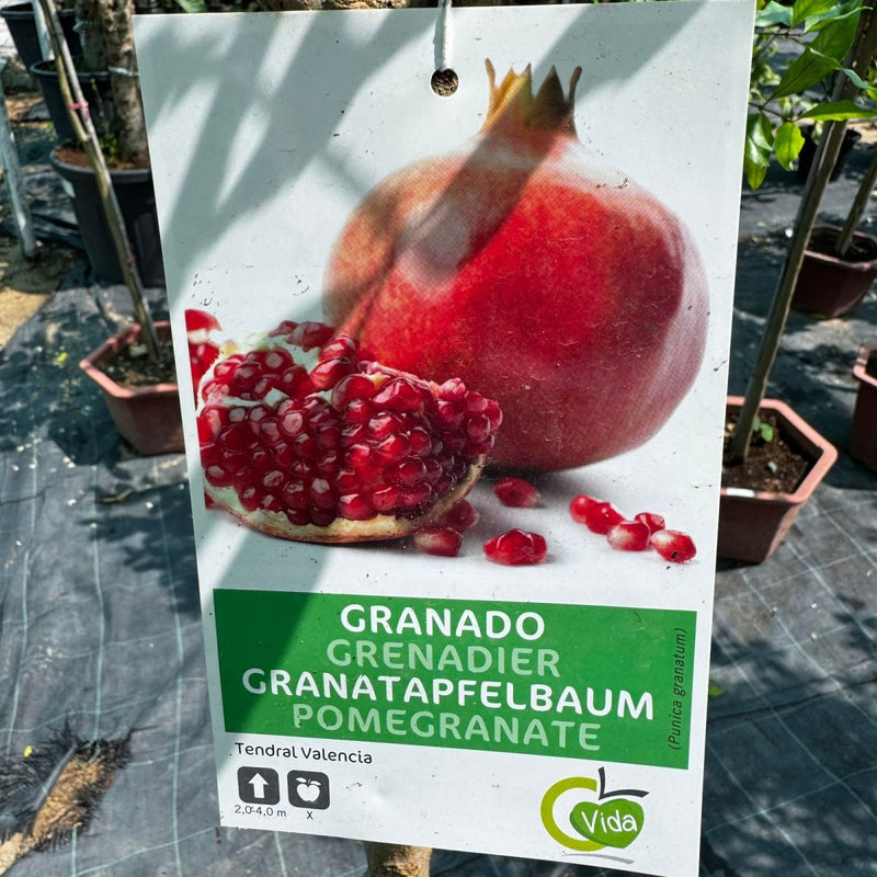 Pomegranate Spanish 1.5 - 1.8m شجرة الرمان - Greensouq - 